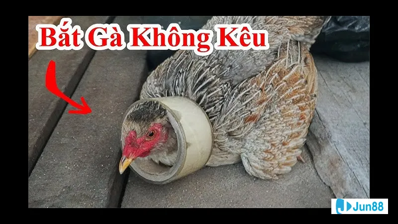 Gà đá không kêu Gà đá không kêu
