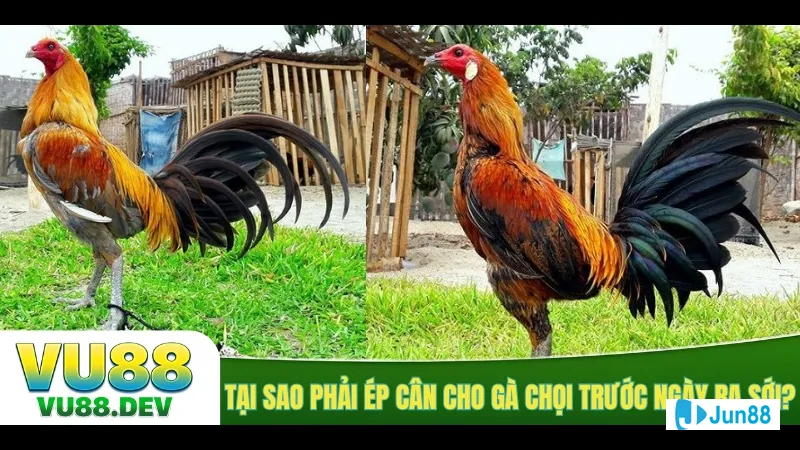 Thực phẩm chức năng hữu ích