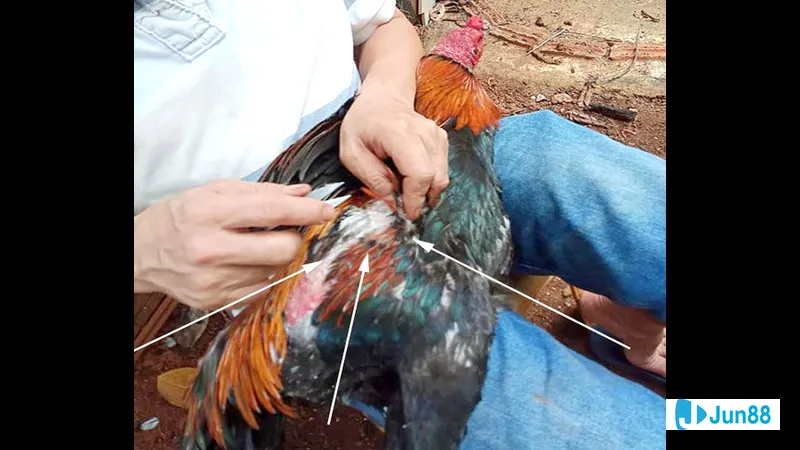 Chăm sóc lông gà đá