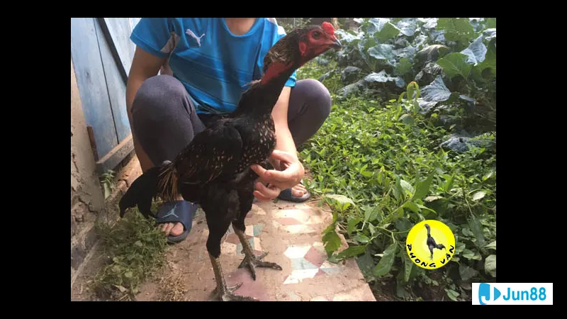 Đường đá cưa kẻn hai bên Đường đá cưa kẻn hai bên
