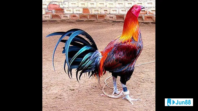 Minh họa cho Gà Peruvian trong bài viết