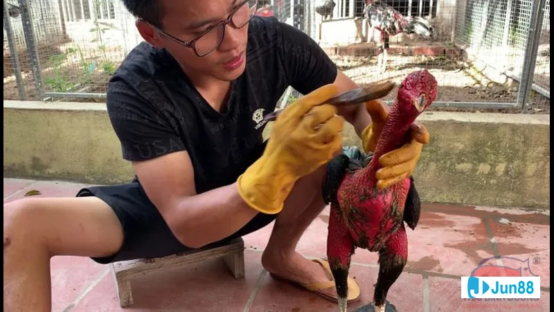 Gà đòn xuất hiện trong bài viết về
